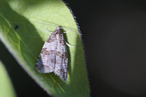 Isotrias sp.